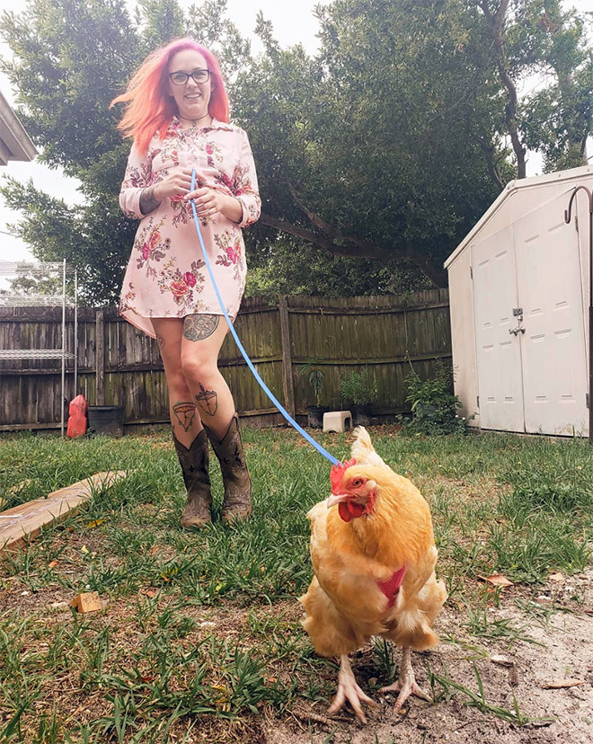 Chicken harness in action.