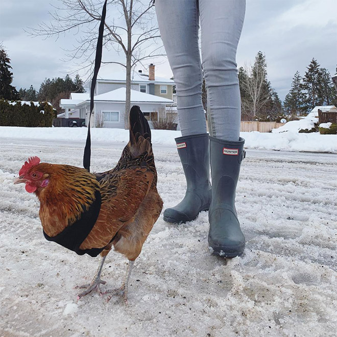 Chicken harness in action.