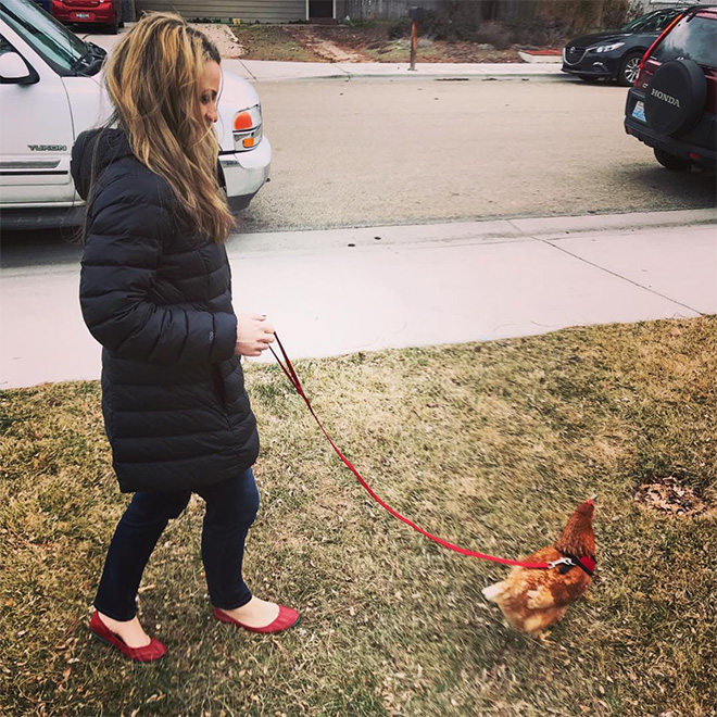 Chicken harness in action.