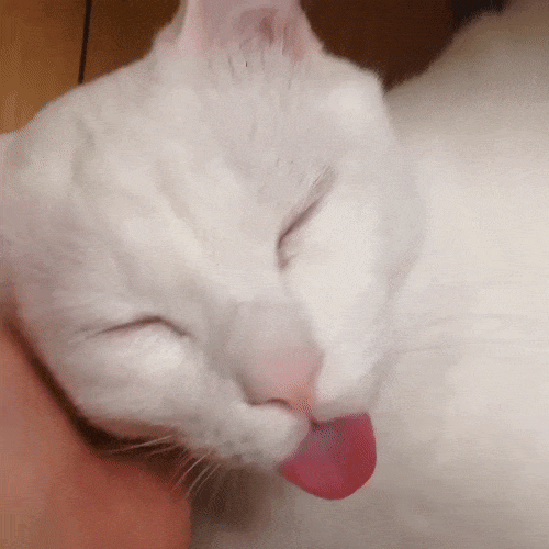 Cat with the funniest sleeping face ever.