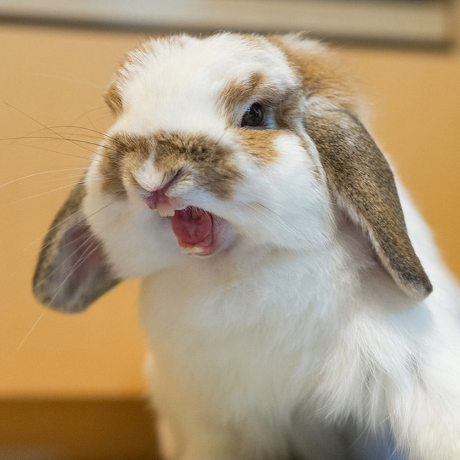 Yawning rabbits look terrifying.