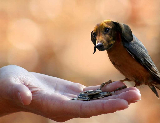 Dog and bird mashup.