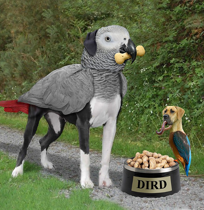 Dog and bird mashup.