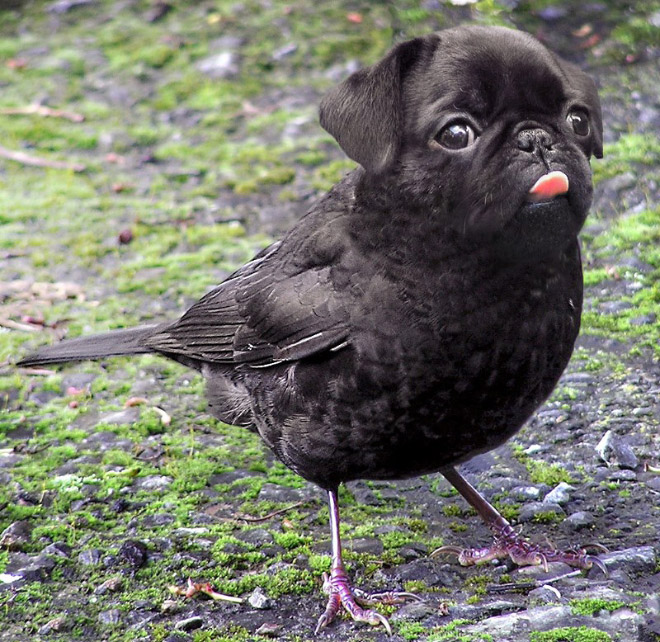 Dog and bird mashup.