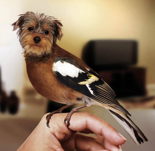 Dog and bird mashup.