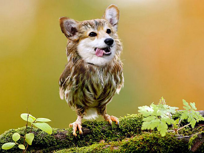 Dog and bird mashup.