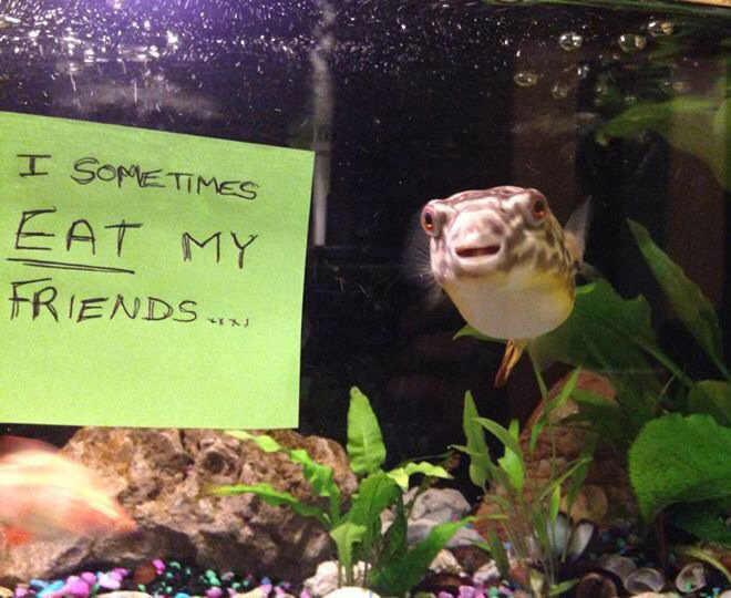 Fish shaming.