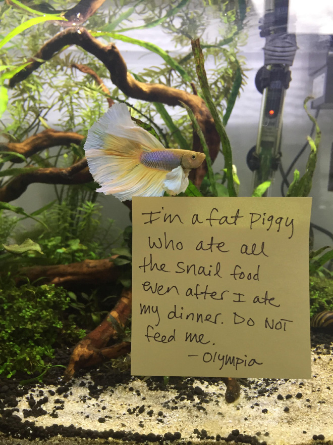 Fish shaming.