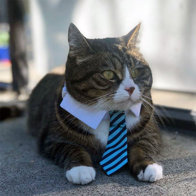 Businessman cat.