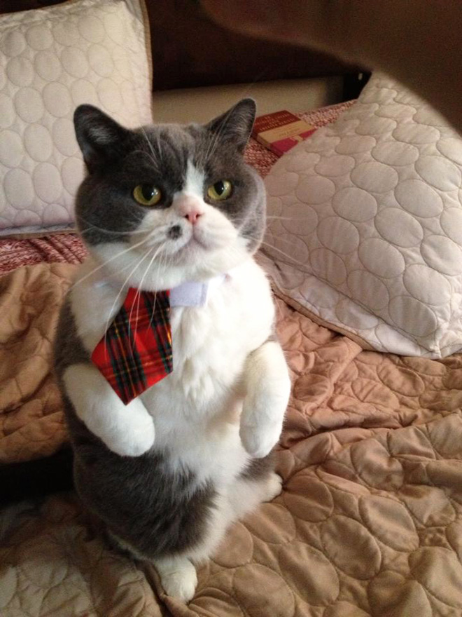 Businessman cat.