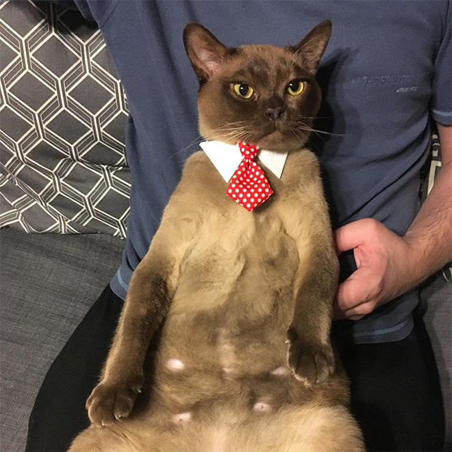 Businessman cat.