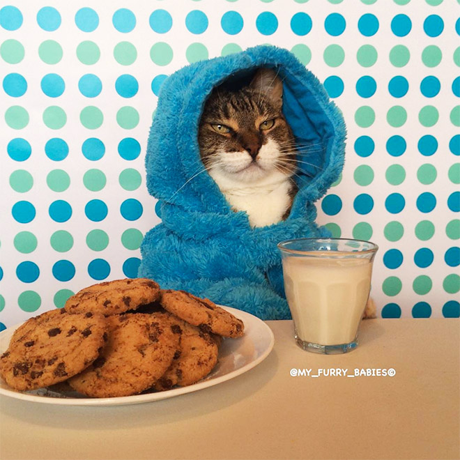 Cookie Monster onesie wearing cat.