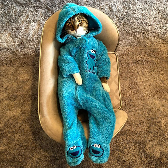 Cookie Monster onesie wearing cat.