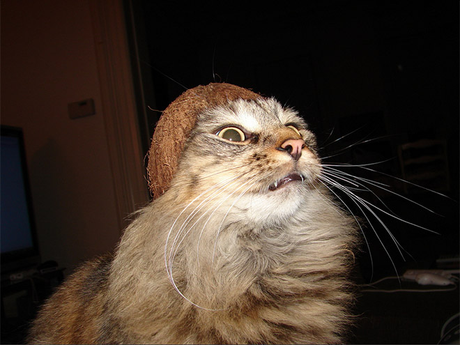 Some cats love to wear fruit hats.