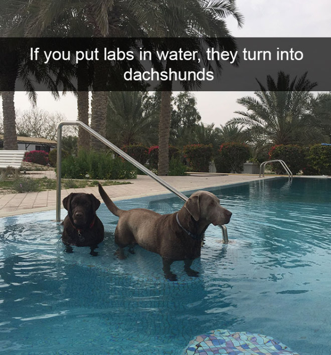 Funny dog snapchat.