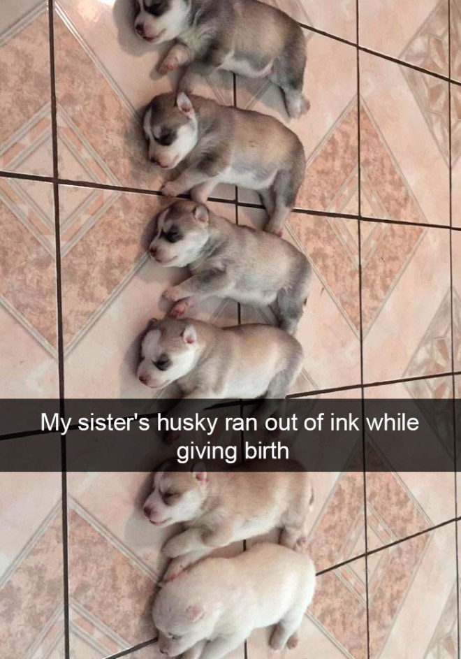 Funny dog snapchat.