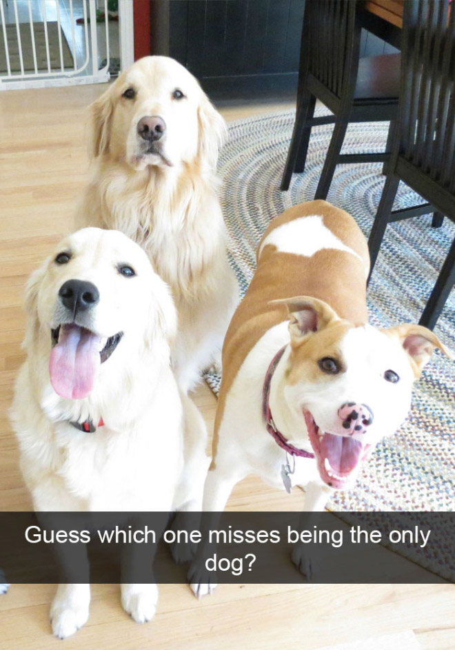 Funny dog snapchat.