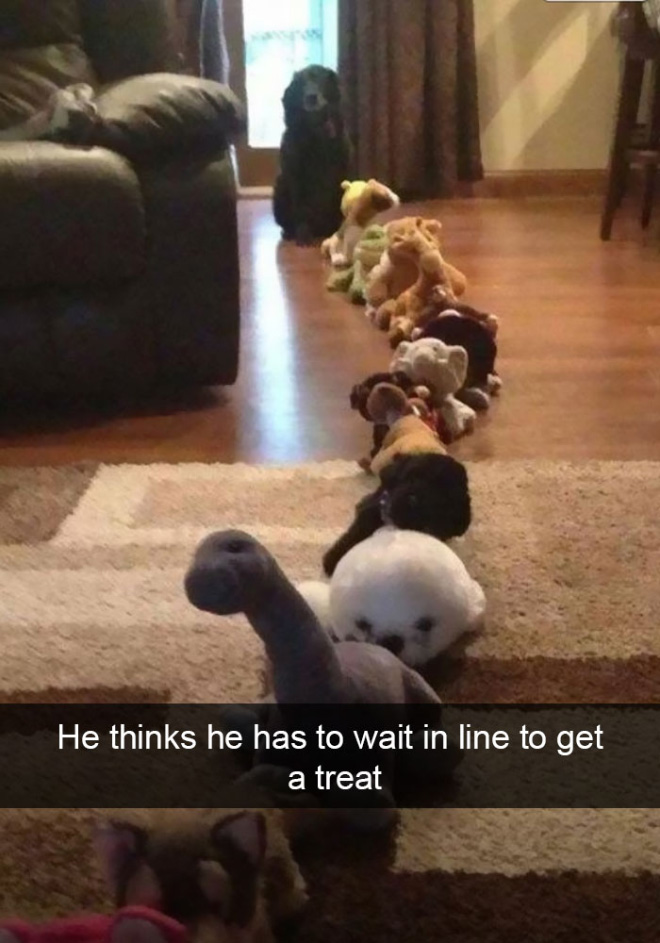 Funny dog snapchat.