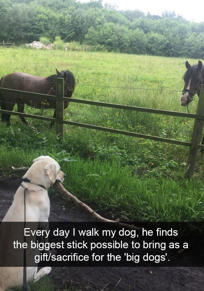 Funny dog snapchat.