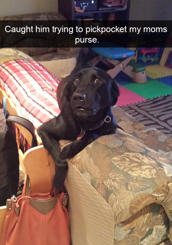 Funny dog snapchat.