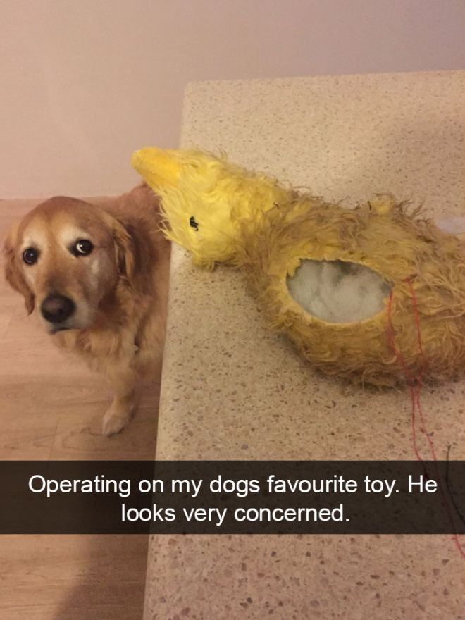 Funny dog snapchat.