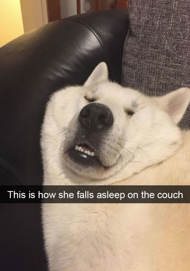 Funny dog snapchat.