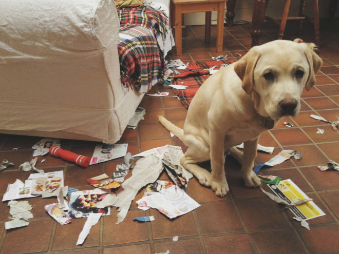 Funny guilty dog with a priceless expression.