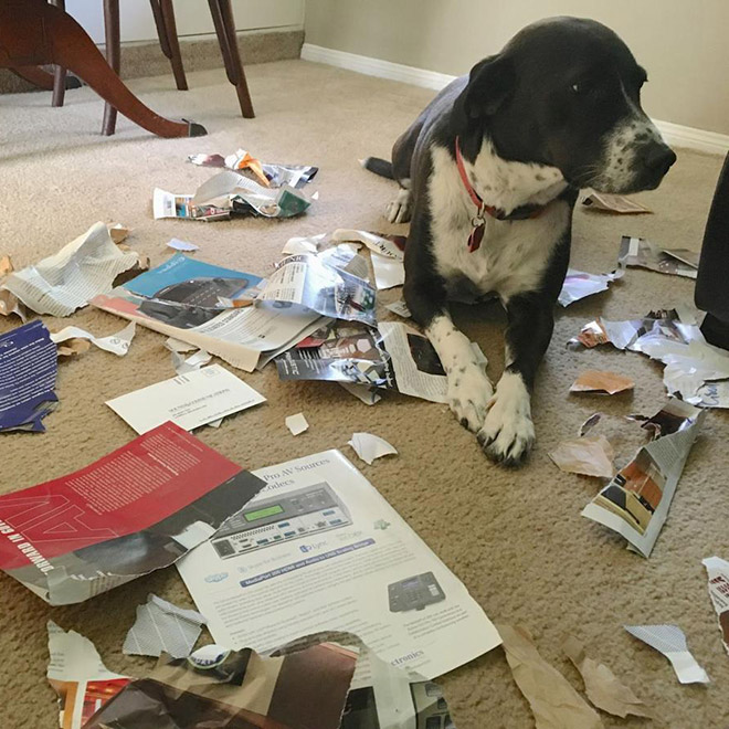 Funny guilty dog with a priceless expression.