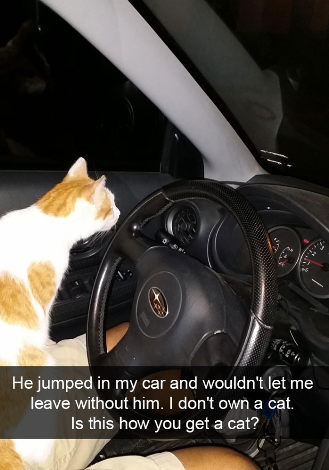 Funny cat snapchat.