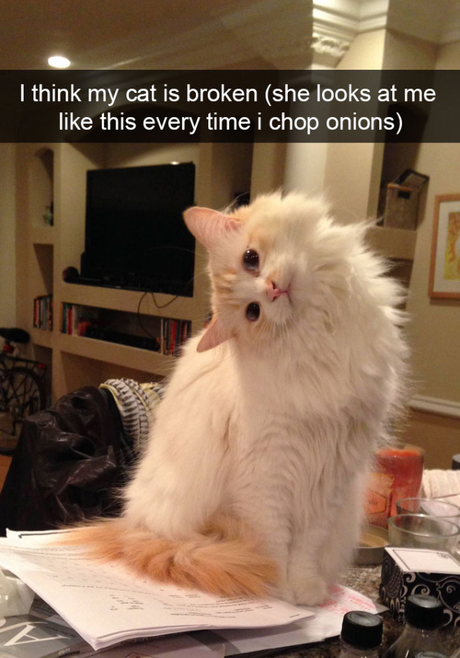 Funny cat snapchat.