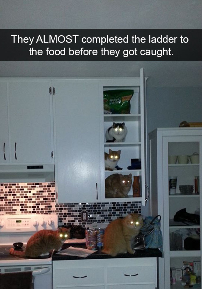 Funny cat snapchat.