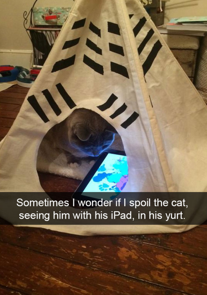 Funny cat snapchat.