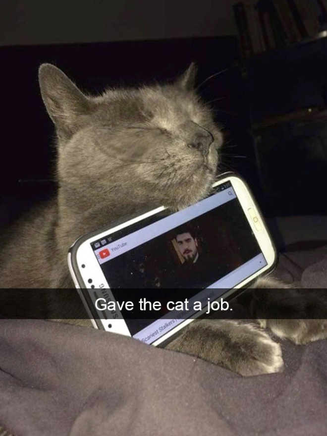 Funny cat snapchat.