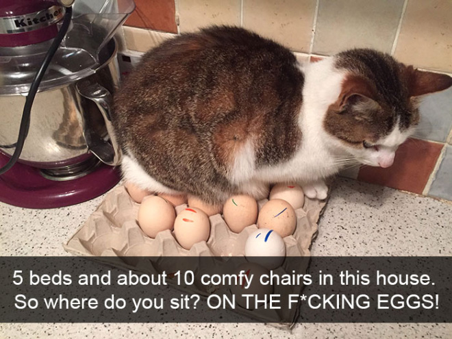 Cat logic.