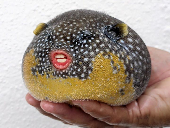 Puffer fish with Trump's mouth.