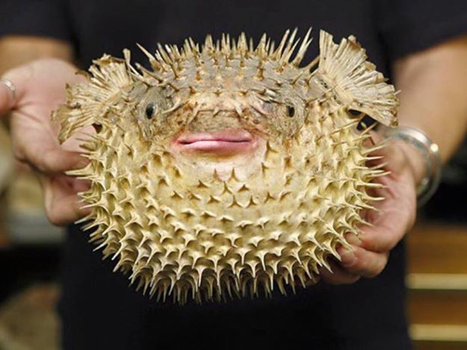 Puffer fish with Trump's mouth.