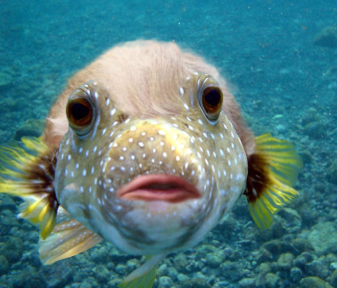 Puffer fish with Trump's mouth.