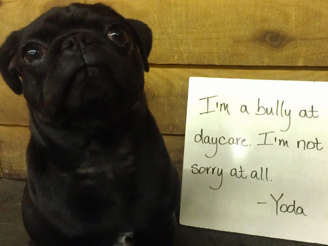 Pug shaming.