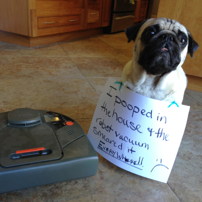 Pug shaming.