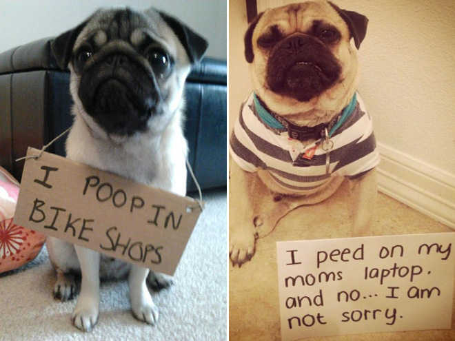 Pug shaming.