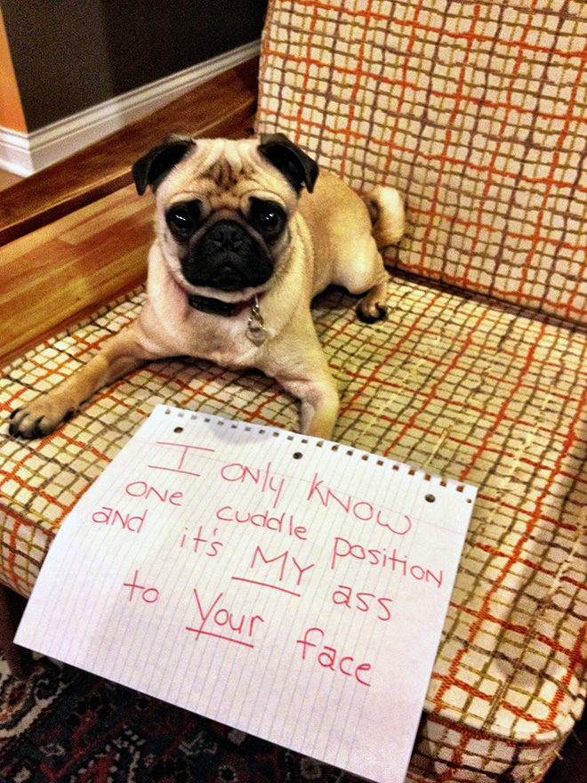 Pug shaming.