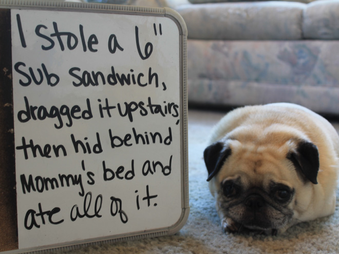 Pug shaming.