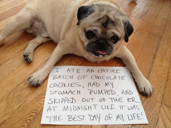 Pug shaming.