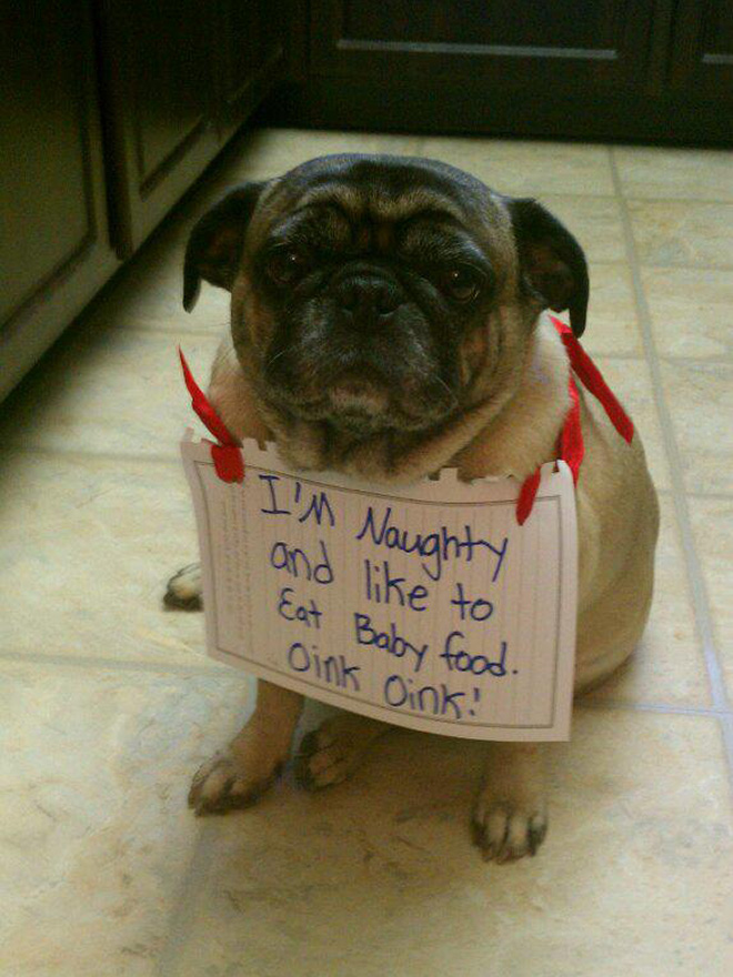 Pug shaming.