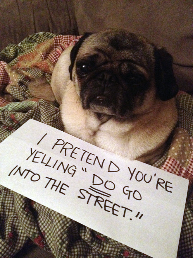 Pug shaming.