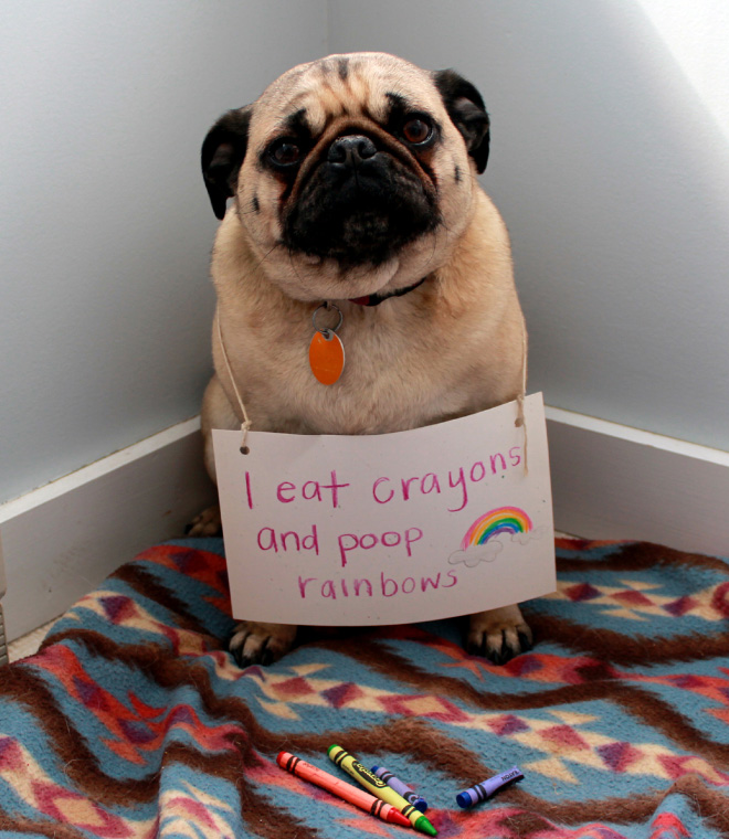 Pug shaming.