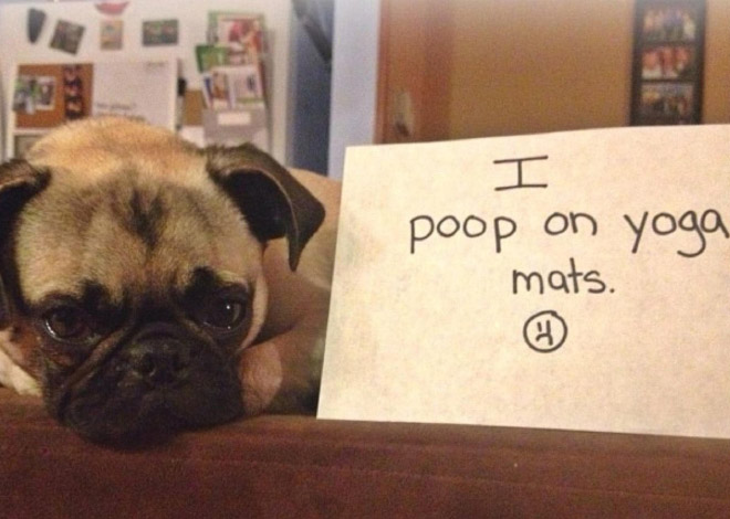 Pug shaming.