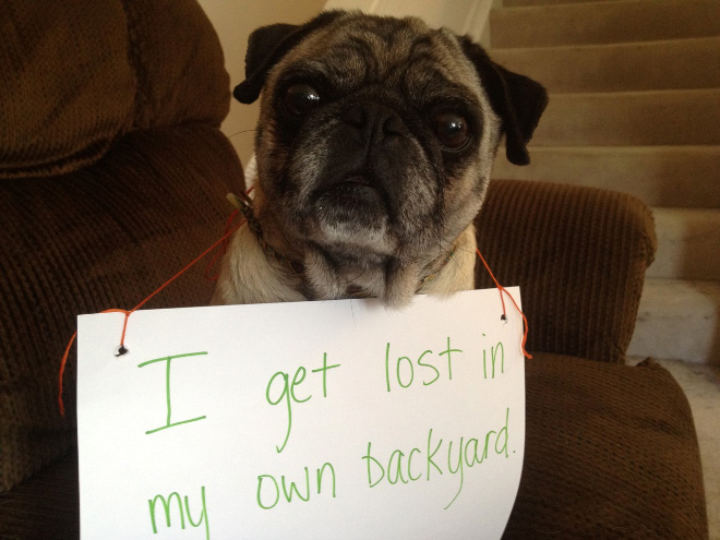 Pug shaming.