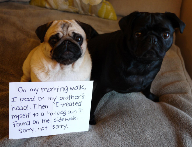 Pug shaming.