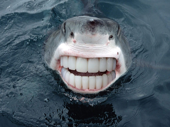 funny animals with big teeth